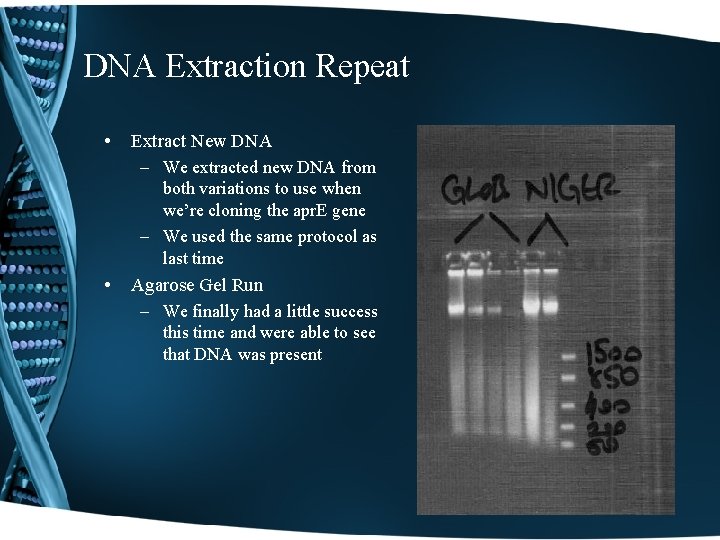DNA Extraction Repeat • Extract New DNA – We extracted new DNA from both