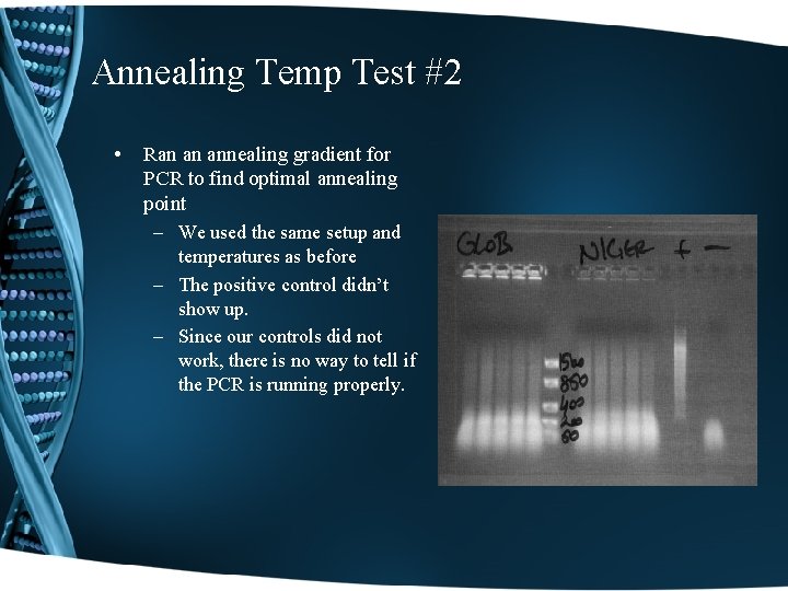 Annealing Temp Test #2 • Ran an annealing gradient for PCR to find optimal