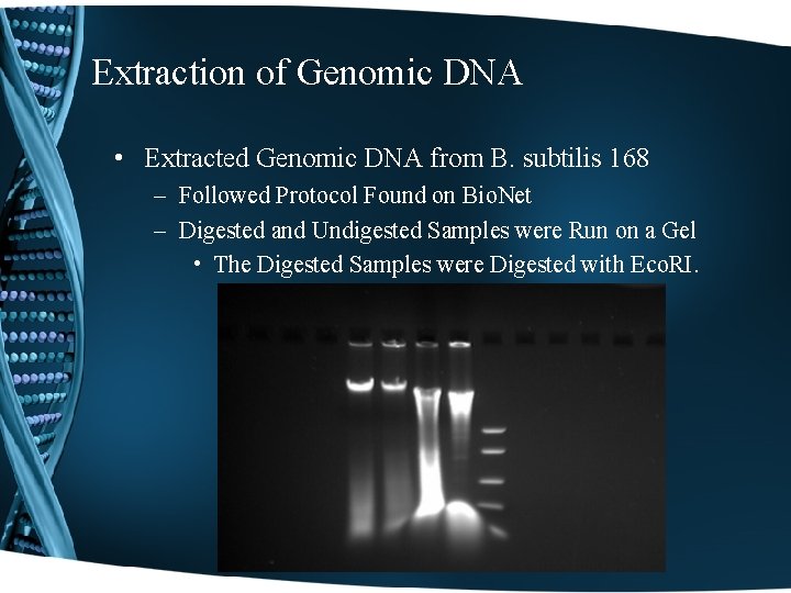 Extraction of Genomic DNA • Extracted Genomic DNA from B. subtilis 168 – Followed