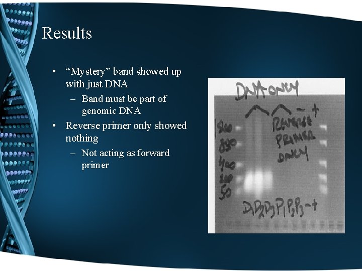 Results • “Mystery” band showed up with just DNA – Band must be part