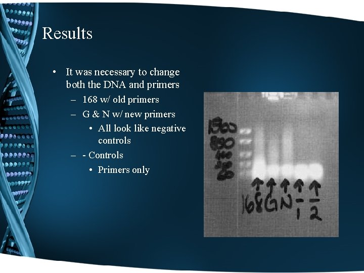Results • It was necessary to change both the DNA and primers – 168