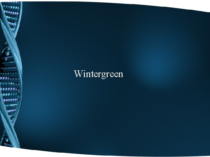 Wintergreen 