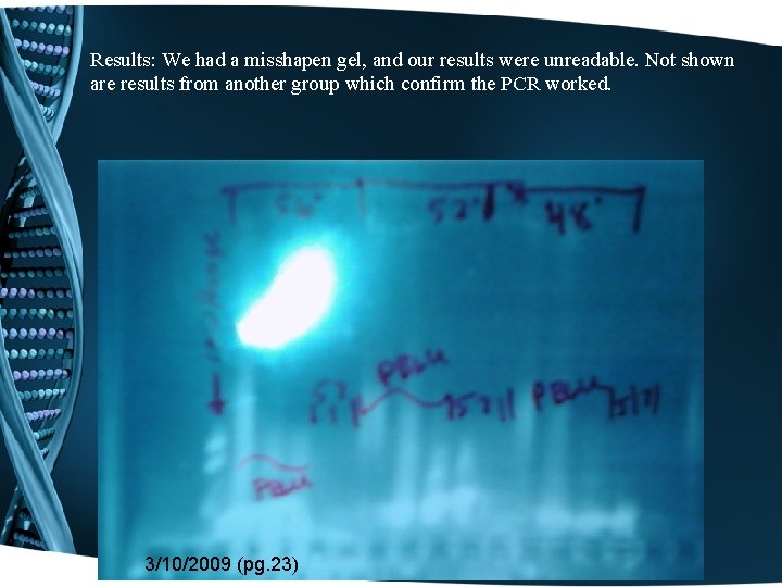 Results: We had a misshapen gel, and our results were unreadable. Not shown are