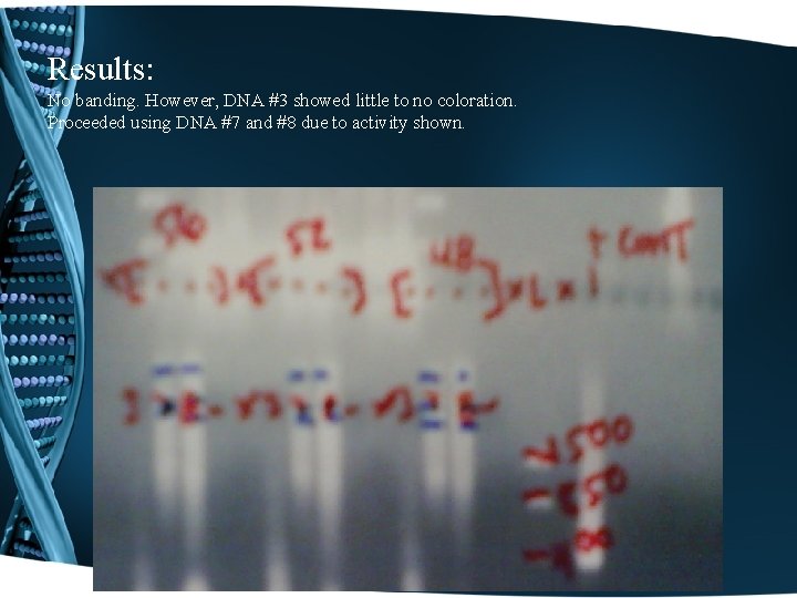 Results: No banding. However, DNA #3 showed little to no coloration. Proceeded using DNA