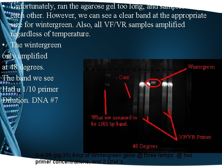  • Unfortunately, ran the agarose gel too long, and samples ran into each