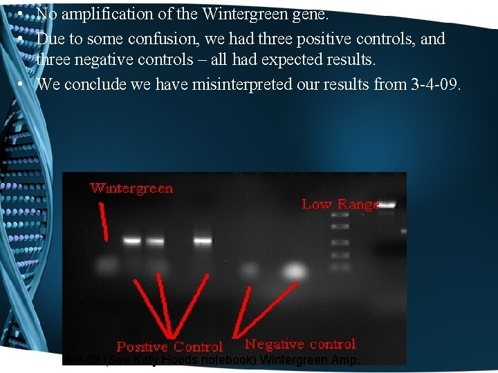  • No amplification of the Wintergreen gene. • Due to some confusion, we