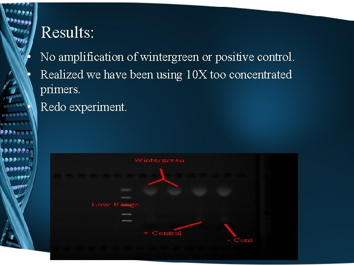 Results: • No amplification of wintergreen or positive control. • Realized we have been