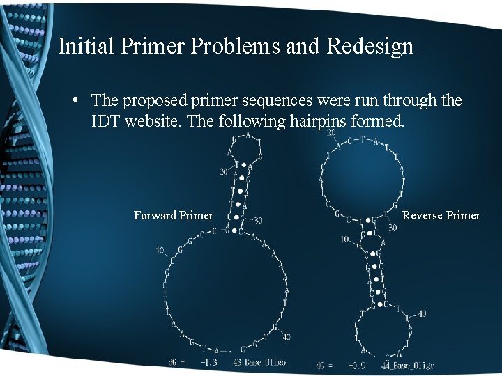 Initial Primer Problems and Redesign • The proposed primer sequences were run through the
