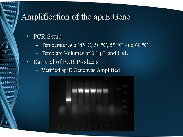 Amplification of the apr. E Gene • PCR Setup – Temperatures of 45°C, 50
