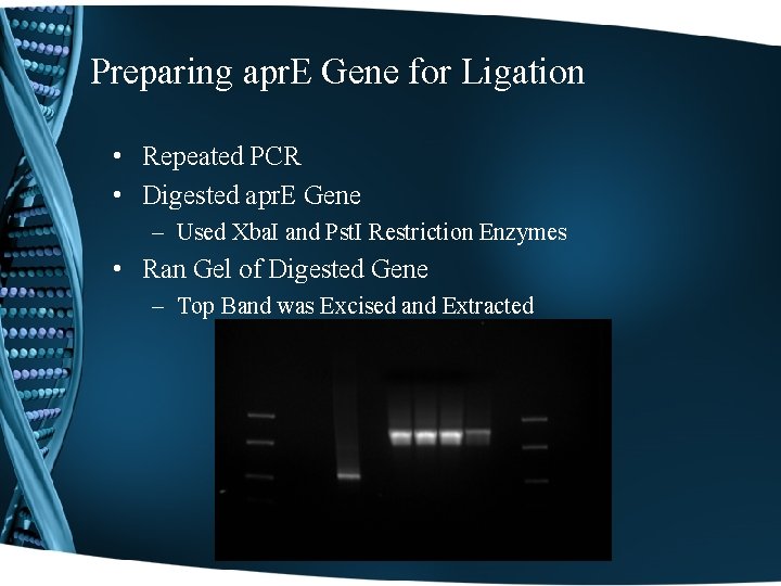 Preparing apr. E Gene for Ligation • Repeated PCR • Digested apr. E Gene