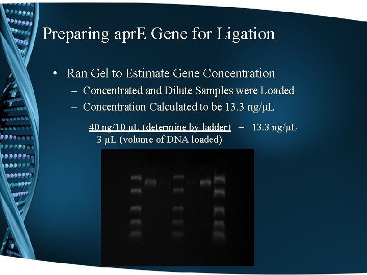 Preparing apr. E Gene for Ligation • Ran Gel to Estimate Gene Concentration –