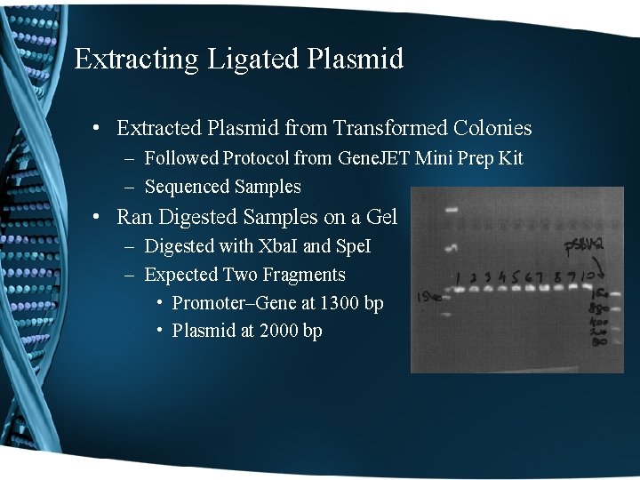 Extracting Ligated Plasmid • Extracted Plasmid from Transformed Colonies – Followed Protocol from Gene.
