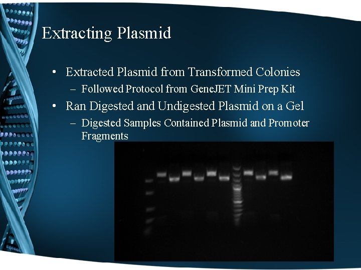 Extracting Plasmid • Extracted Plasmid from Transformed Colonies – Followed Protocol from Gene. JET