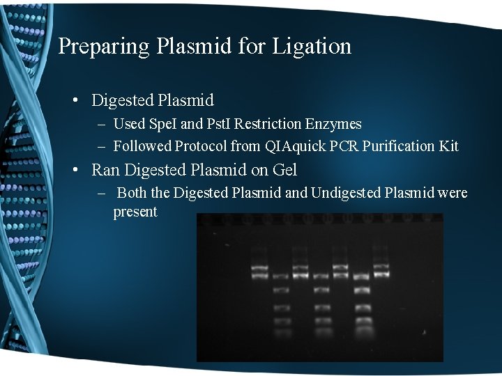 Preparing Plasmid for Ligation • Digested Plasmid – Used Spe. I and Pst. I