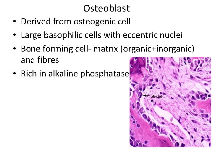 Osteoblast • Derived from osteogenic cell • Large basophilic cells with eccentric nuclei • Osteoblast • Derived from osteogenic cell • Large basophilic cells with eccentric nuclei •