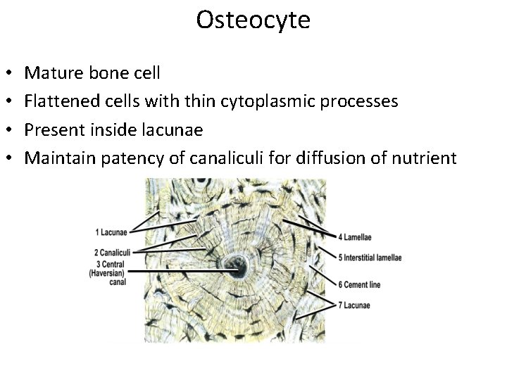 Osteocyte • • Mature bone cell Flattened cells with thin cytoplasmic processes Present inside Osteocyte • • Mature bone cell Flattened cells with thin cytoplasmic processes Present inside