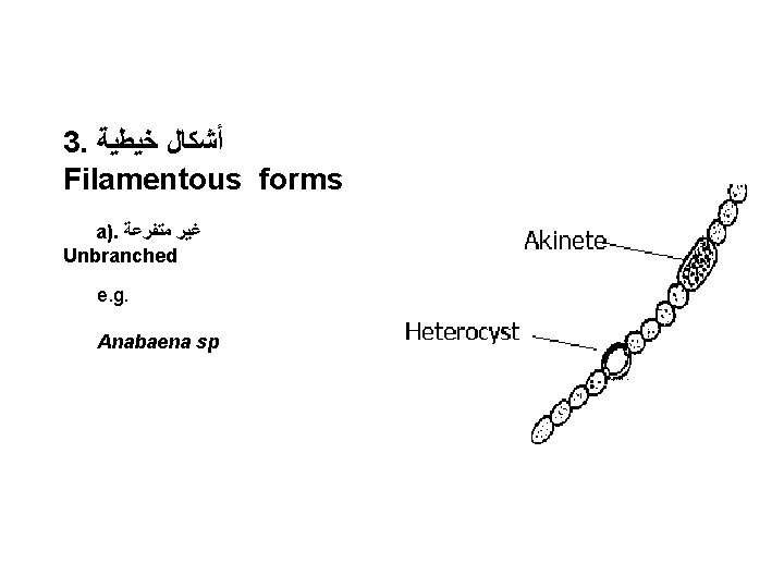 3. ﺃﺸﻜﺎﻝ ﺧﻴﻄﻴﺔ Filamentous forms a). ﻏﻴﺮ ﻣﺘﻔﺮﻋﺔ Unbranched e. g. Anabaena sp 