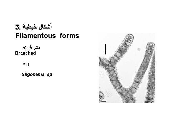 3. ﺃﺸﻜﺎﻝ ﺧﻴﻄﻴﺔ Filamentous forms b). ﻣﺘﻔﺮﻋﺔ Branched e. g. Stigonema sp 