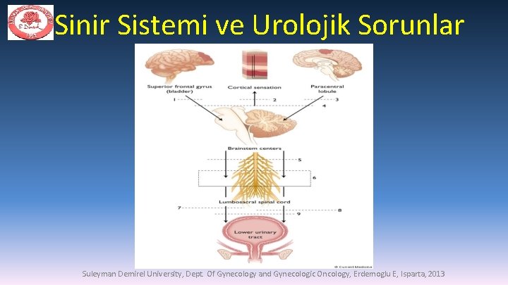 Sinir Sistemi ve Urolojik Sorunlar Suleyman Demirel University, Dept. Of Gynecology and Gynecologic Oncology,