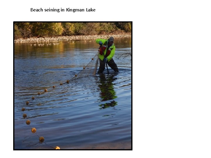 Beach seining in Kingman Lake Beach seining in Kingman Lake