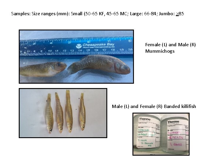 Samples: Size ranges (mm): Small (50 -65 KF, 45 -65 MC; Large: 66 -84; Samples: Size ranges (mm): Small (50 -65 KF, 45 -65 MC; Large: 66 -84;