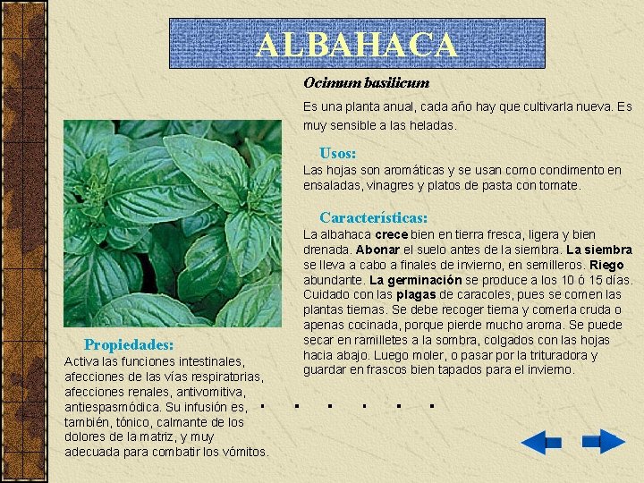 ALBAHACA Ocimum basilicum Es una planta anual, cada año hay que cultivarla nueva. Es