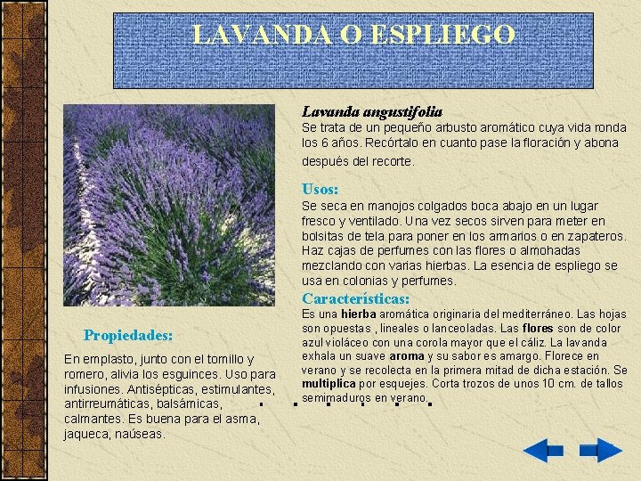 LAVANDA O ESPLIEGO Lavanda angustifolia Se trata de un pequeño arbusto aromático cuya vida