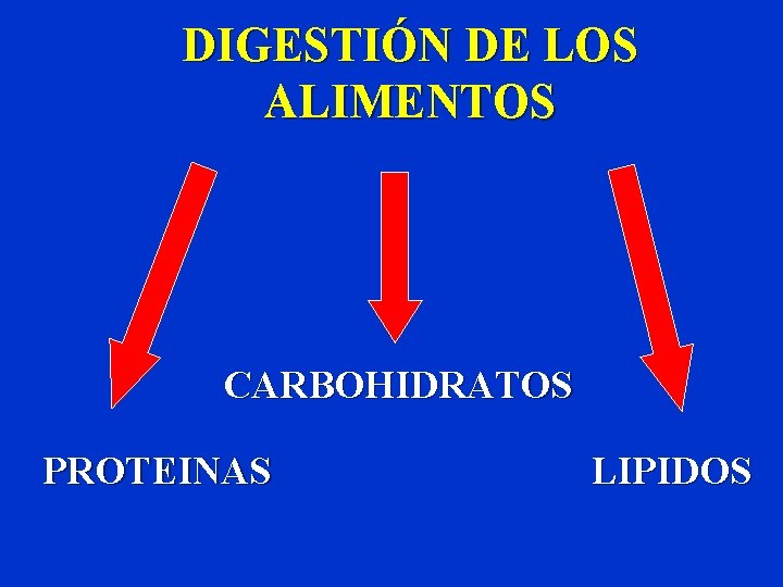 DIGESTIÓN DE LOS ALIMENTOS CARBOHIDRATOS PROTEINAS LIPIDOS 