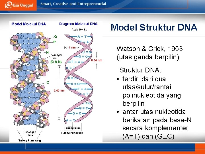 Model Struktur DNA Watson & Crick, 1953 (utas ganda berpilin) Struktur DNA: • terdiri