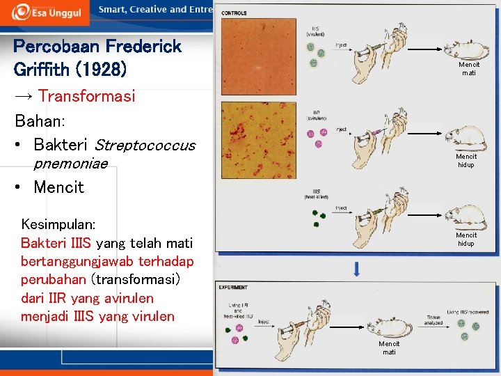 Percobaan Frederick Griffith (1928) Mencit mati → Transformasi Bahan: • Bakteri Streptococcus pnemoniae •