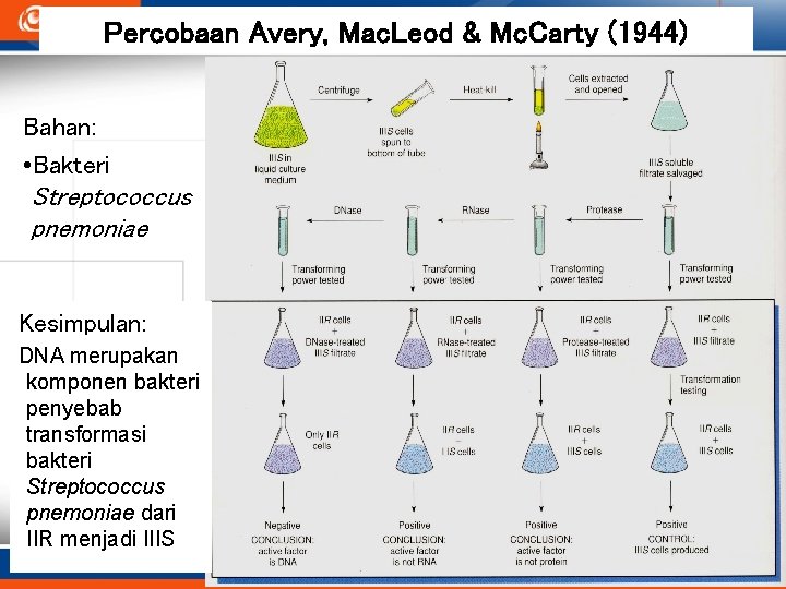 Percobaan Avery, Mac. Leod & Mc. Carty (1944) Bahan: • Bakteri Streptococcus pnemoniae Kesimpulan: