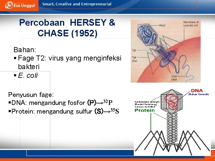 Percobaan HERSEY & CHASE (1952) Bahan: § Fage T 2: virus yang menginfeksi bakteri