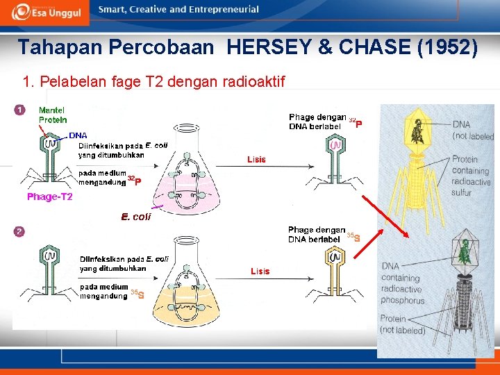 Tahapan Percobaan HERSEY & CHASE (1952) 1. Pelabelan fage T 2 dengan radioaktif 