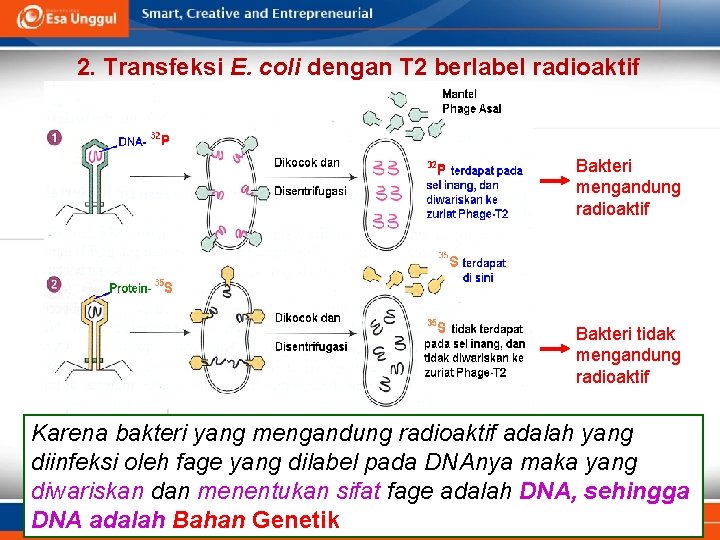 2. Transfeksi E. coli dengan T 2 berlabel radioaktif Bakteri mengandung radioaktif Bakteri tidak