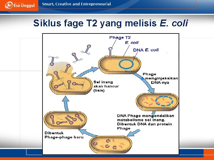 Siklus fage T 2 yang melisis E. coli Daur Litik Phage 