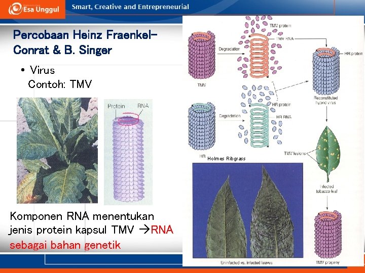 Percobaan Heinz Fraenkel. Conrat & B. Singer • Virus Contoh: TMV Holmes Ribgrass Komponen
