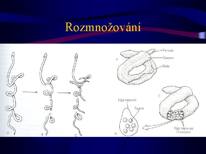 Rozmnožování 