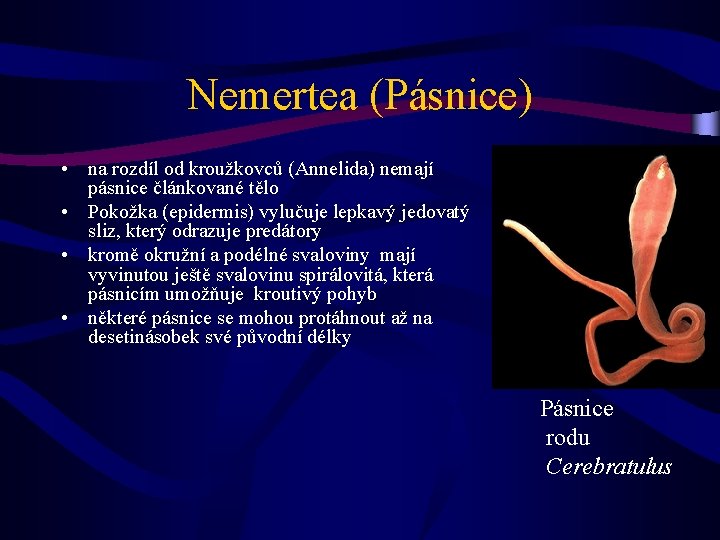 Nemertea (Pásnice) • na rozdíl od kroužkovců (Annelida) nemají pásnice článkované tělo • Pokožka