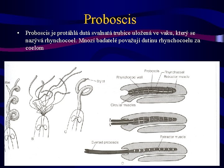 Proboscis • Proboscis je protáhlá dutá svalnatá trubice uložená ve vaku, který se nazývá