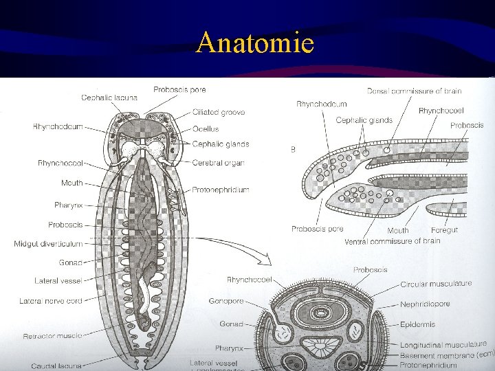 Anatomie 