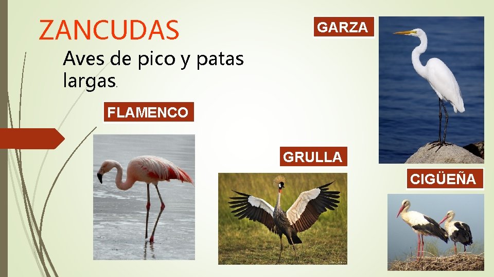 ZANCUDAS GARZA Aves de pico y patas largas. FLAMENCO GRULLA CIGÜEÑA 