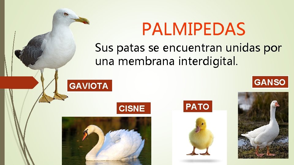 PALMIPEDAS Sus patas se encuentran unidas por una membrana interdigital. GANSO GAVIOTA CISNE PATO