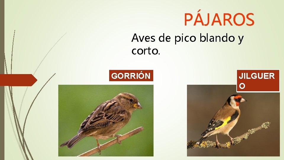 PÁJAROS Aves de pico blando y corto. GORRIÓN JILGUER O 