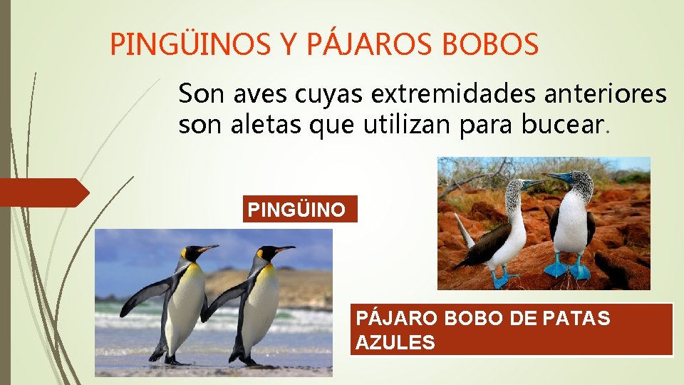 PINGÜINOS Y PÁJAROS BOBOS Son aves cuyas extremidades anteriores son aletas que utilizan para