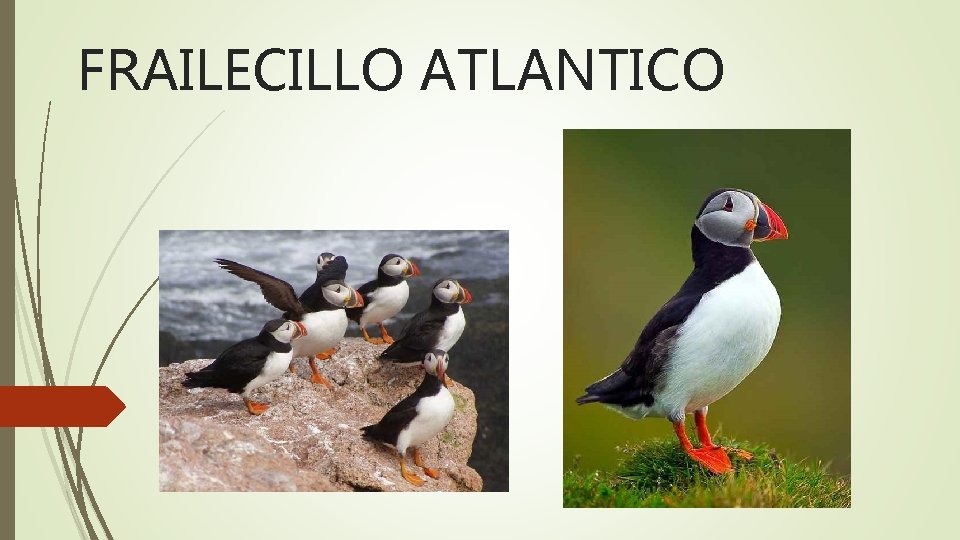 FRAILECILLO ATLANTICO 