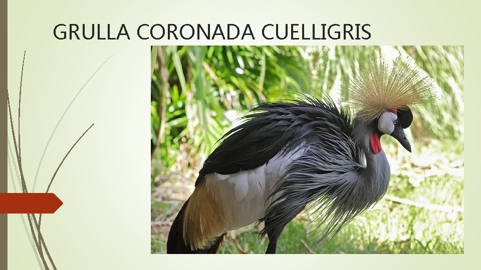 GRULLA CORONADA CUELLIGRIS 