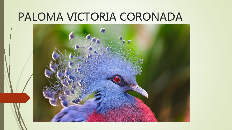 PALOMA VICTORIA CORONADA 