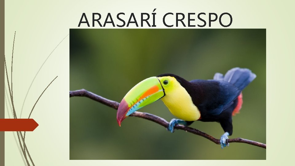 ARASARÍ CRESPO 