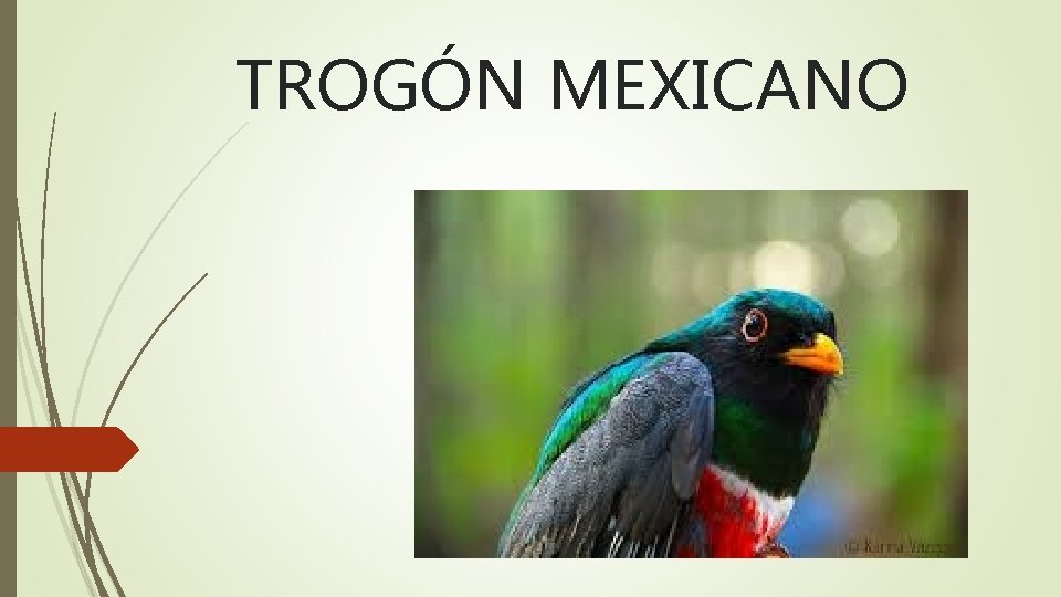 TROGÓN MEXICANO 
