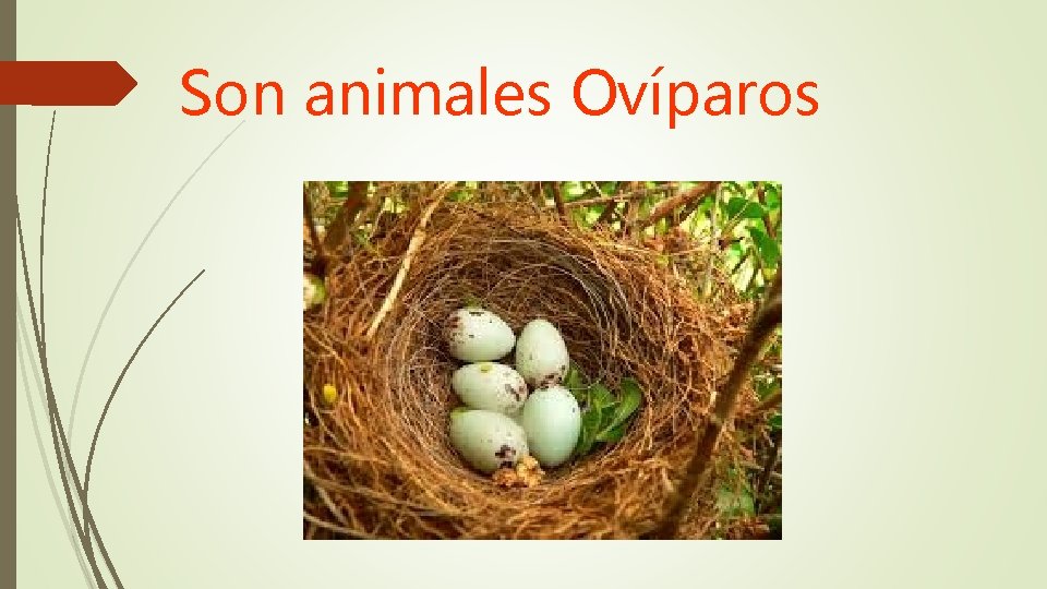 Son animales Ovíparos 